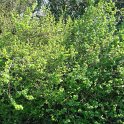 Ribes luridum P2D